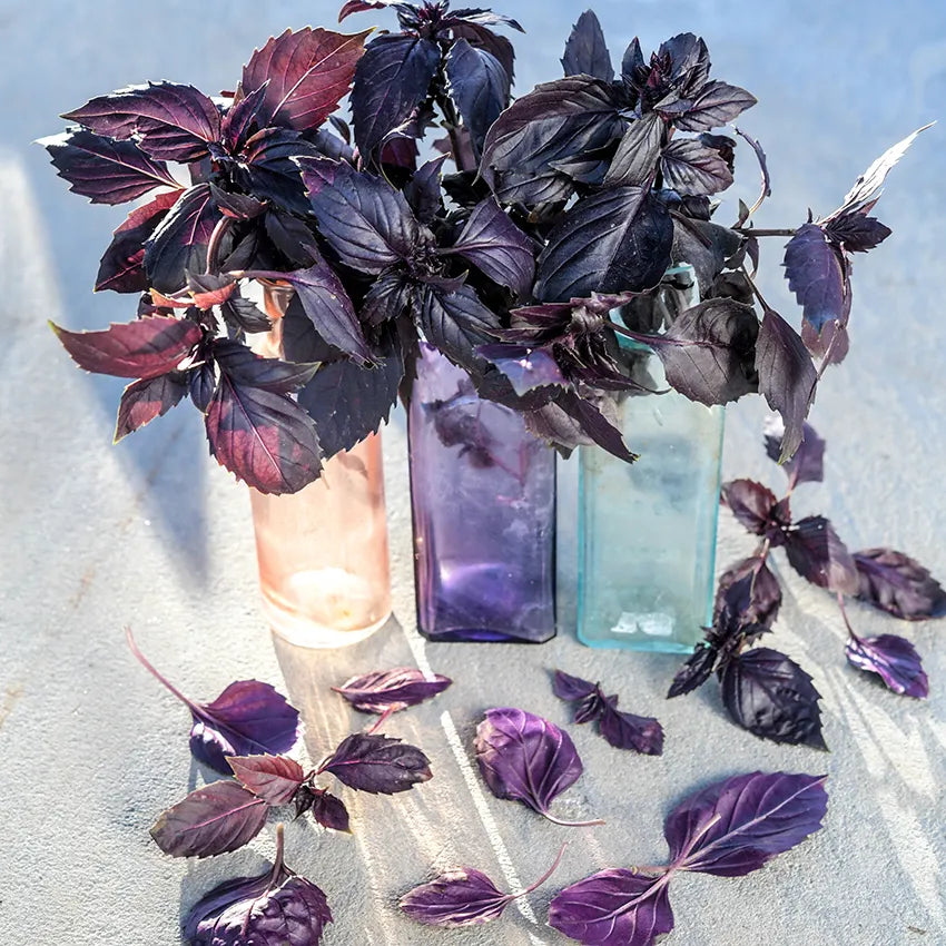 Basil - Dark Purple Opal