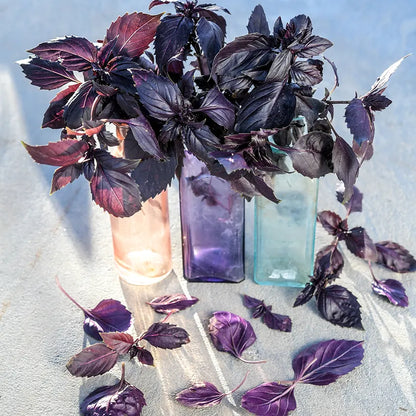 Basil - Dark Purple Opal