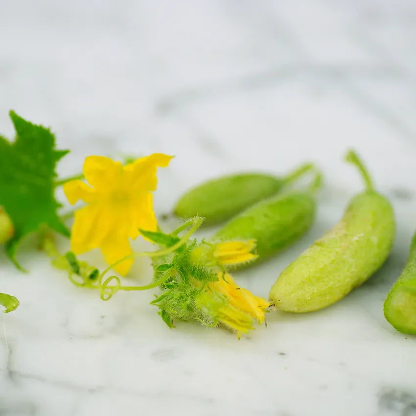 Cucumber - Parisian Pickling