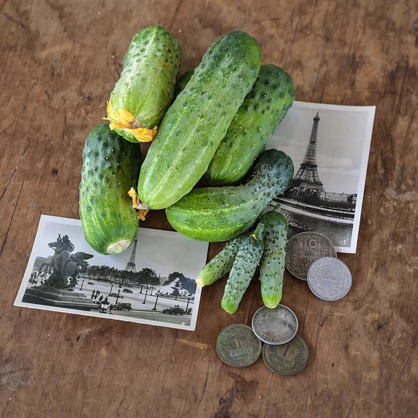Cucumber - Parisian Pickling