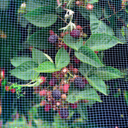 Cicada Netting