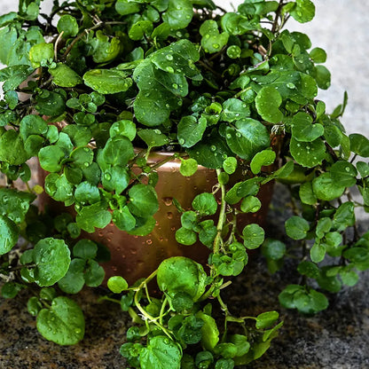 Watercress - Aqua Large Leaf