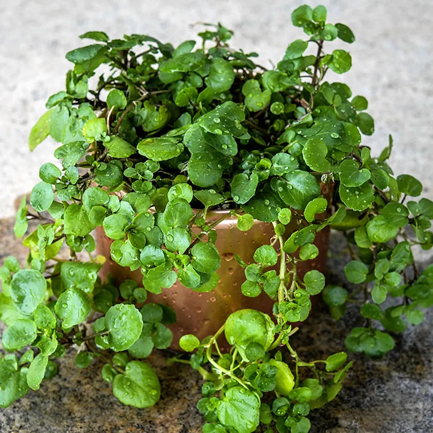 Watercress - Aqua Large Leaf