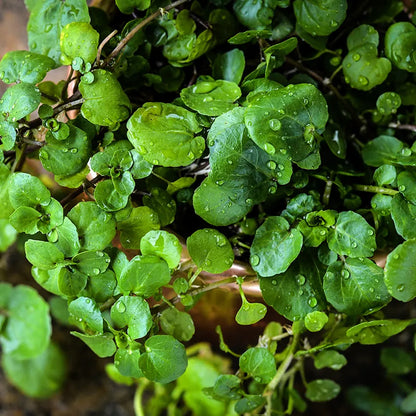 Watercress - Aqua Large Leaf